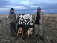 Early Spring Snow Geese