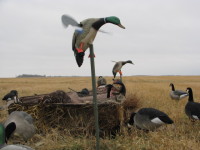 Canada Hunts