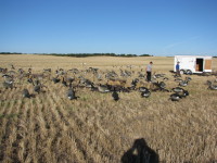 Canada Hunts