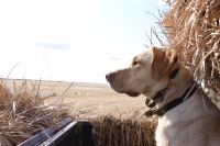 Mr. Jiggs waiting patiently 
