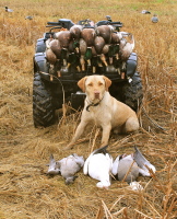 2 Man limit of Greenheads and 3 bonus snows